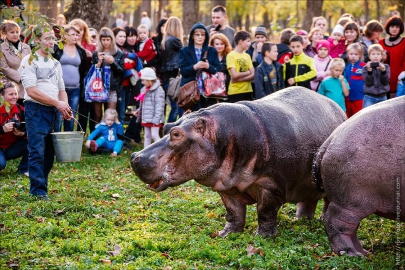 Walking with hippos