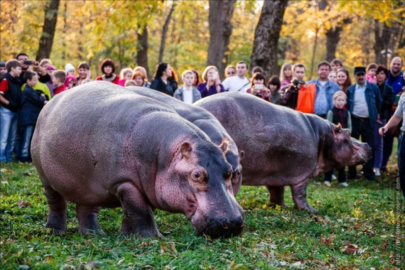 Walking with hippos