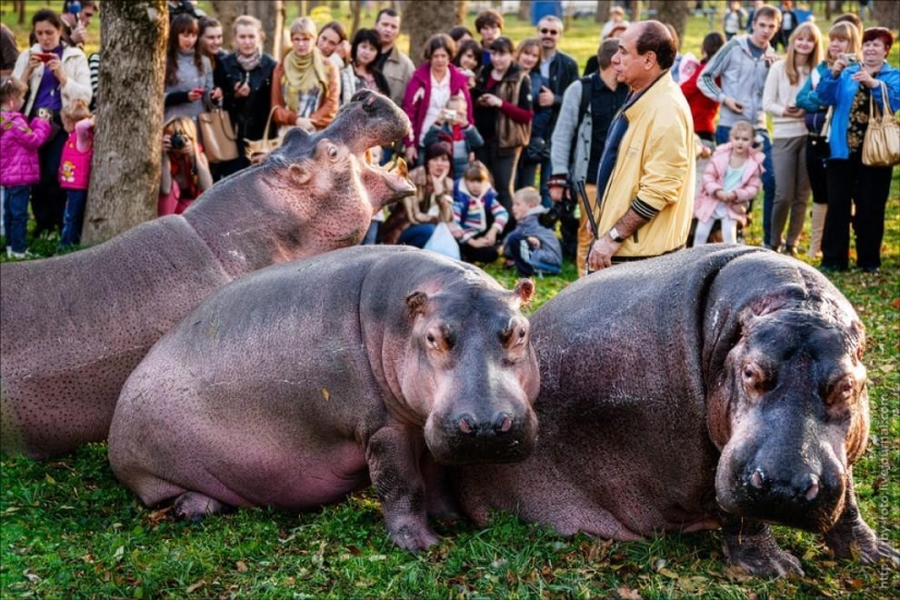 Walking with hippos