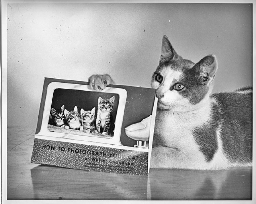 Walter Chandoha es un hombre que ha estado fotografiando gatos durante 70 años