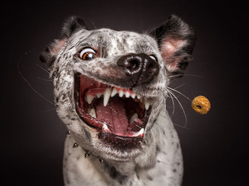 Want a yummy and not raskoryachishsya: funny dogs catch the food