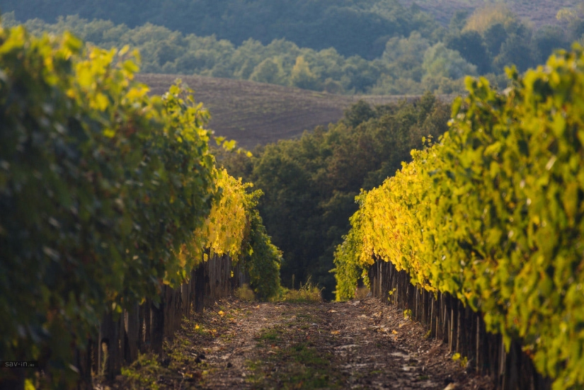 Warm autumn in Tuscany