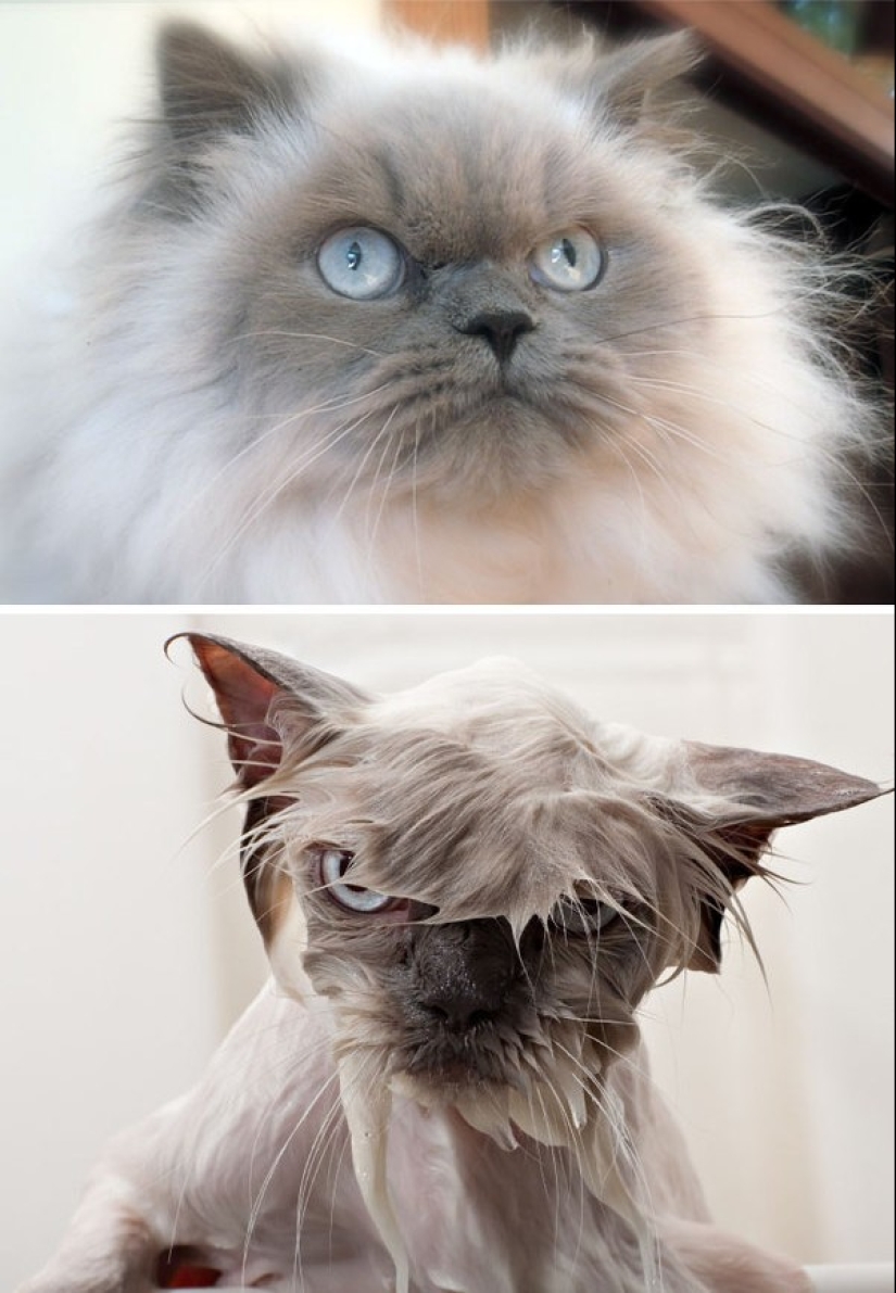 Washed and insulted: 8 cats who took a bath