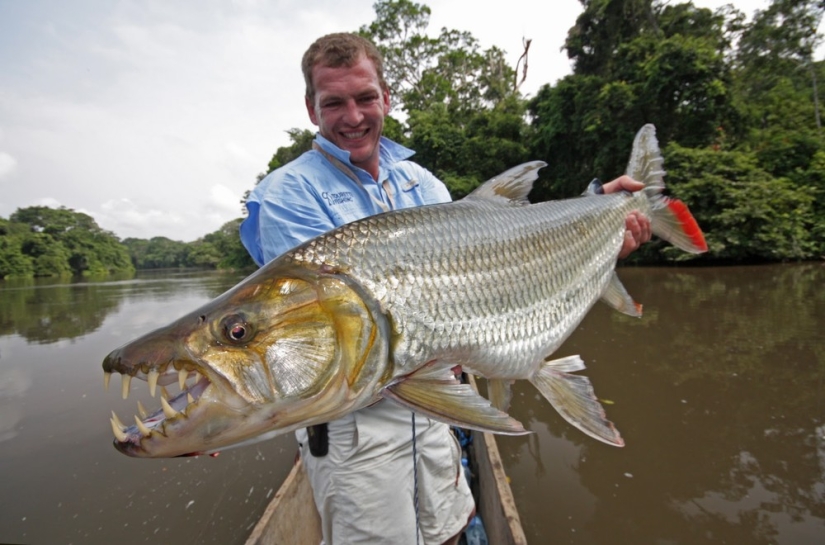 Water Monster from Africa-Goliath tiger Fish