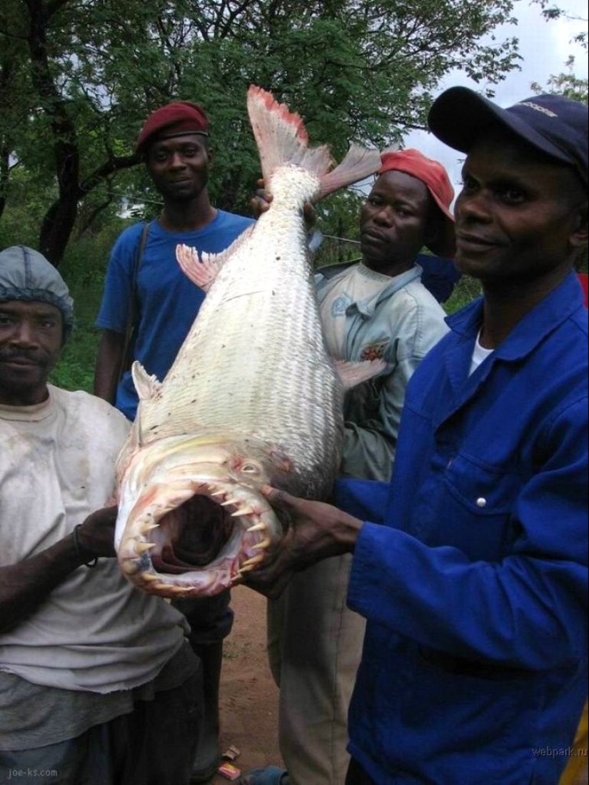 Water Monster from Africa-Goliath tiger Fish