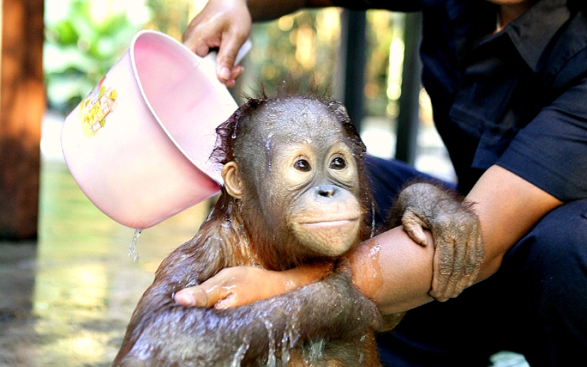 Water-water, wash my face: bathing a baby orangutan