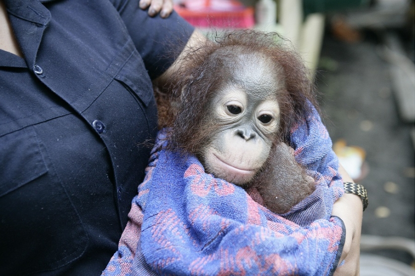 Water-water, wash my face: bathing a baby orangutan