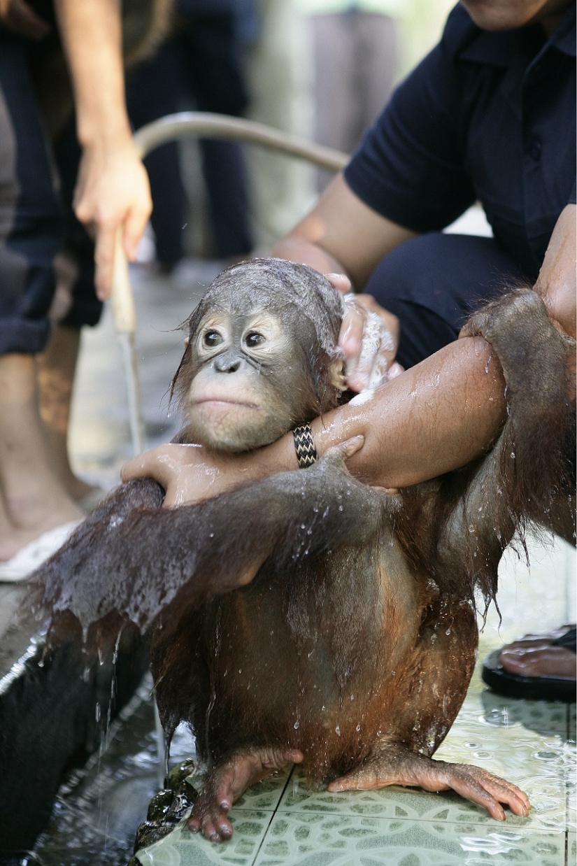 Water-water, wash my face: bathing a baby orangutan