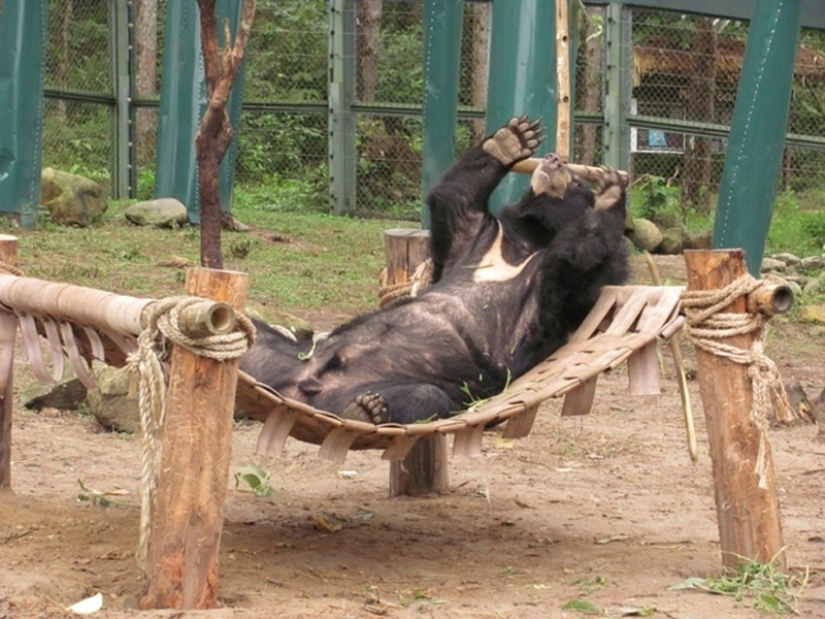 We learn to relax like bears