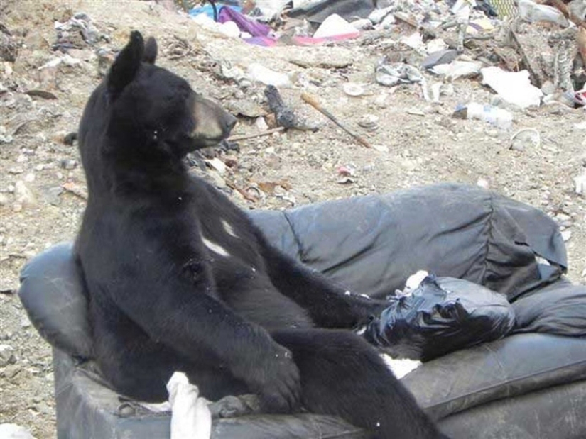 We learn to relax like bears