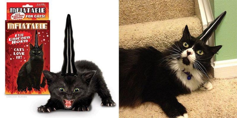 Weird cat products