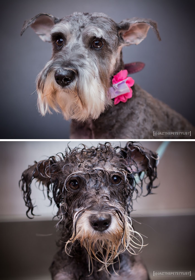 Wet Dog Post: Funny dogs before and after bathing