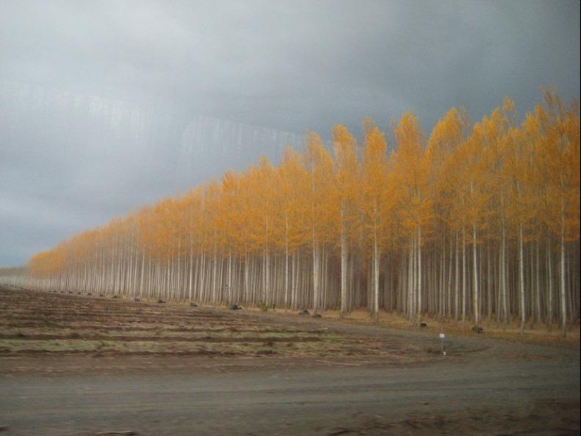What a picturesque forest farm in Oregon looks like