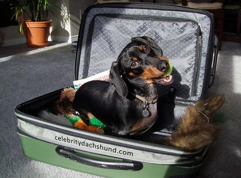 What can a dachshund do for you?