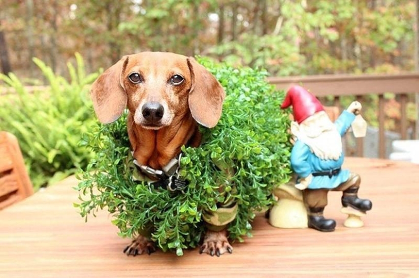 What can a dachshund do for you?