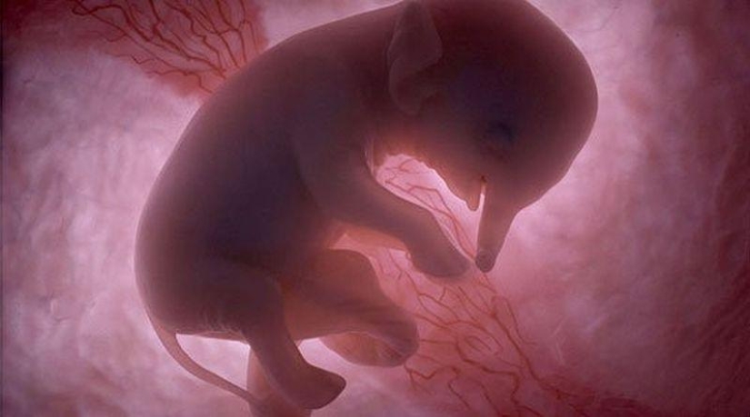 What do animals look like in the womb