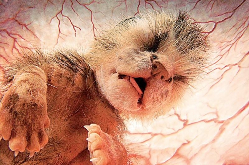 What do animals look like in the womb