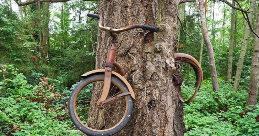 What does the legend of a bicycle embedded in a tree hide?
