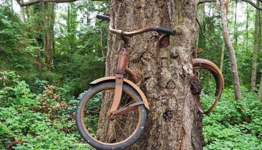 What does the legend of a bicycle embedded in a tree hide?