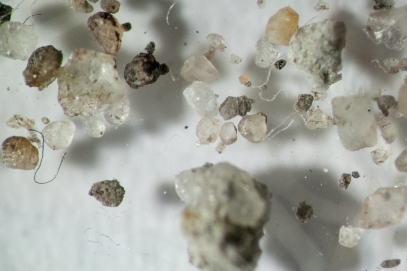 What does your household dust look like under a microscope