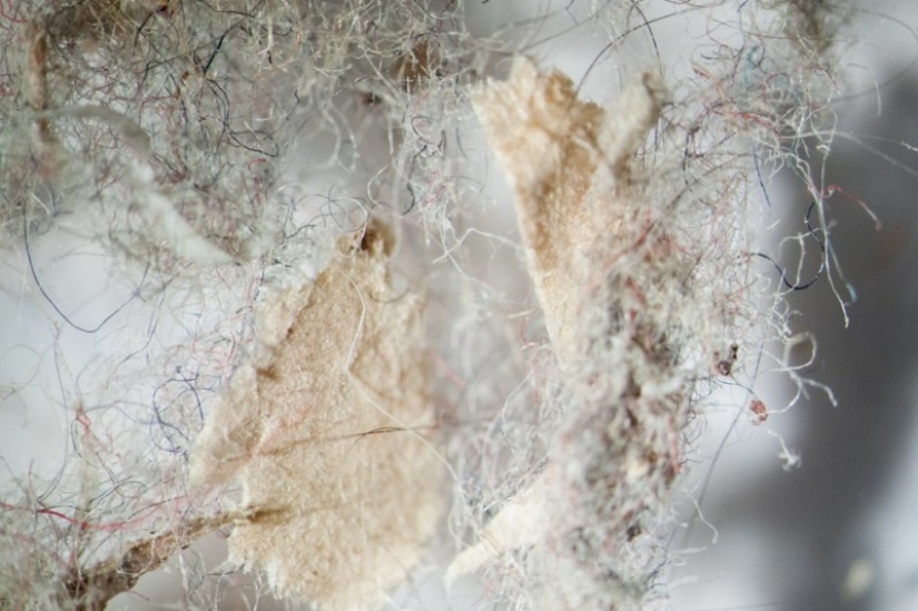 What does your household dust look like under a microscope Pictolic