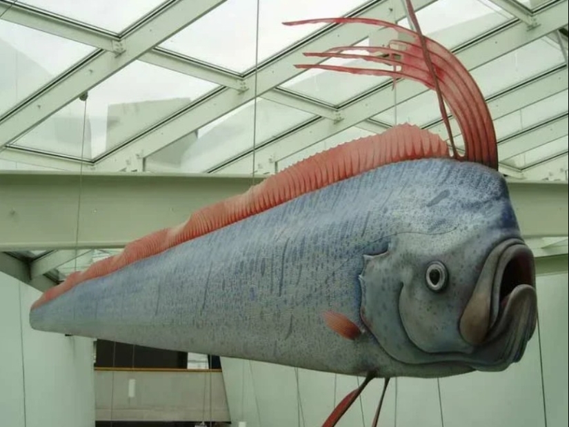 What the herring king looks like, able to predict a tsunami