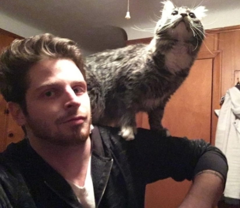 When your pet is a little bit strange: 15 of photos and gifs that accurately you laugh