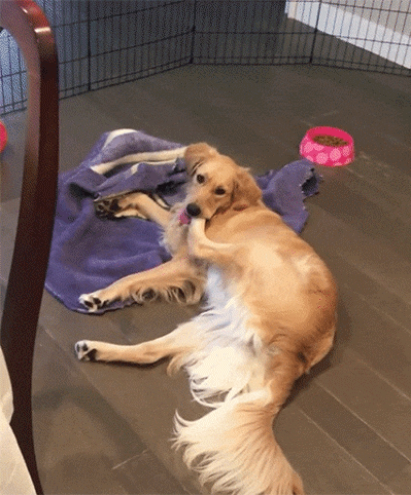 When your pet is a little bit strange: 15 of photos and gifs that accurately you laugh