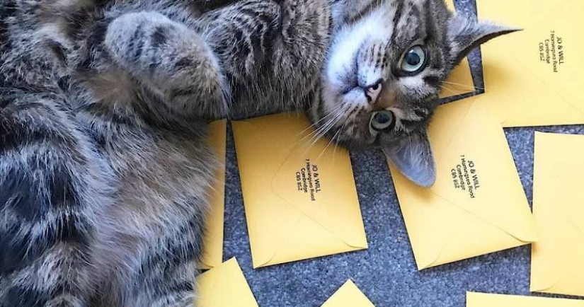 Whiskered delivery: how the Belgians tried to make postmen out of cats