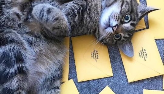 Whiskered delivery: how the Belgians tried to make postmen out of cats