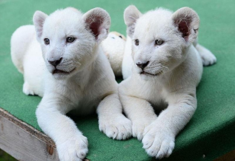 White lion cubs have become the stars of a private zoo