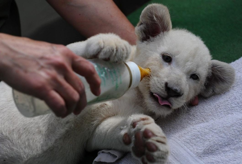 White lion cubs have become the stars of a private zoo