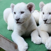 White lion cubs have become the stars of a private zoo