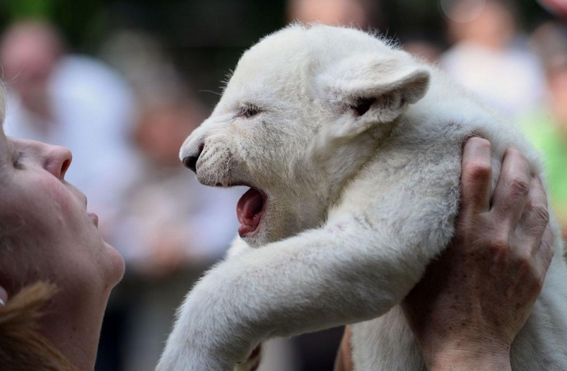 White lion cubs have become the stars of a private zoo