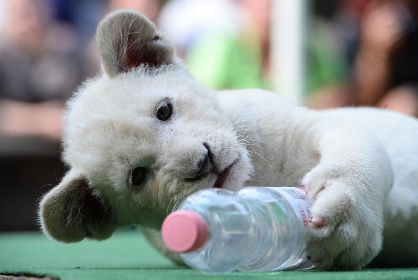 White lion cubs have become the stars of a private zoo