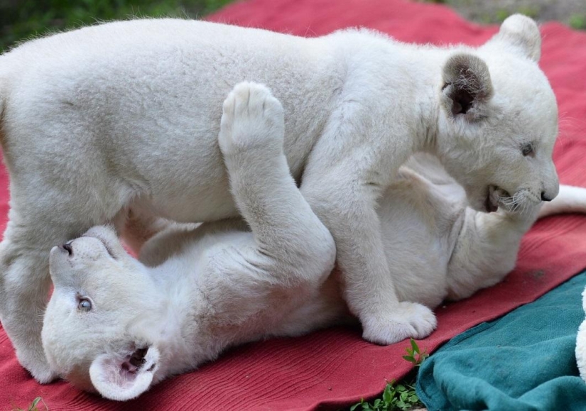 White lion cubs have become the stars of a private zoo