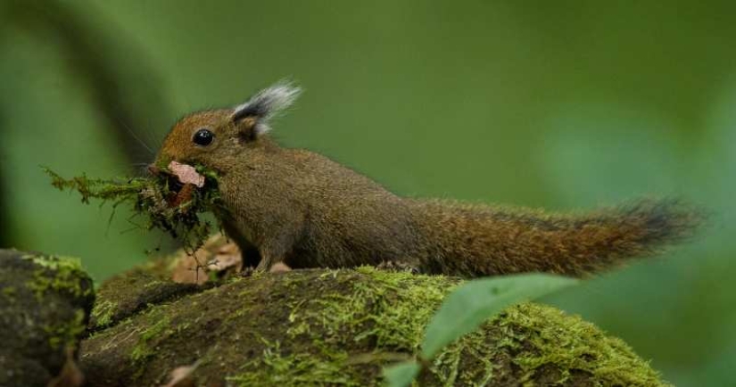 Whitehead&#39;s squirrel - a tiny cutie from the island of Borneo