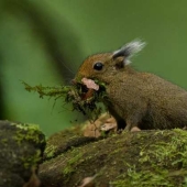 Whitehead&#39;s squirrel - a tiny cutie from the island of Borneo