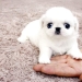Who is the cutest person in the world? The most touching pets of the year
