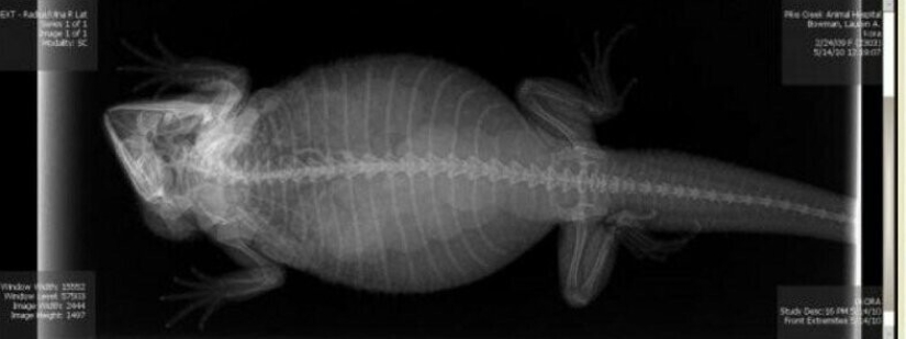 Who lives in the little house: X-rays of pregnant animals