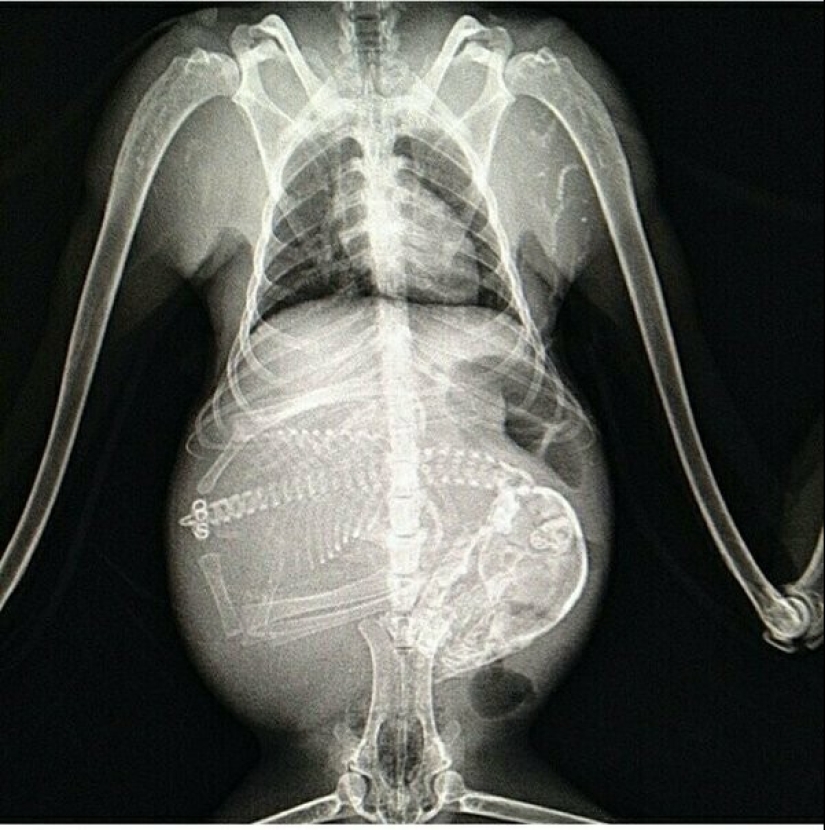 Who lives in the little house: X-rays of pregnant animals
