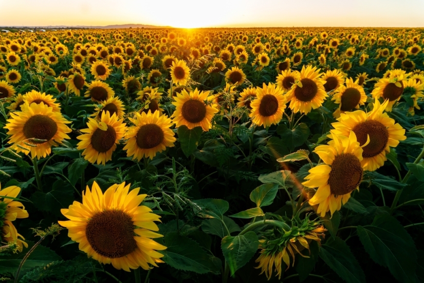 Why are sunflowers planted in places of nuclear disasters