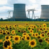 Why are sunflowers planted in places of nuclear disasters