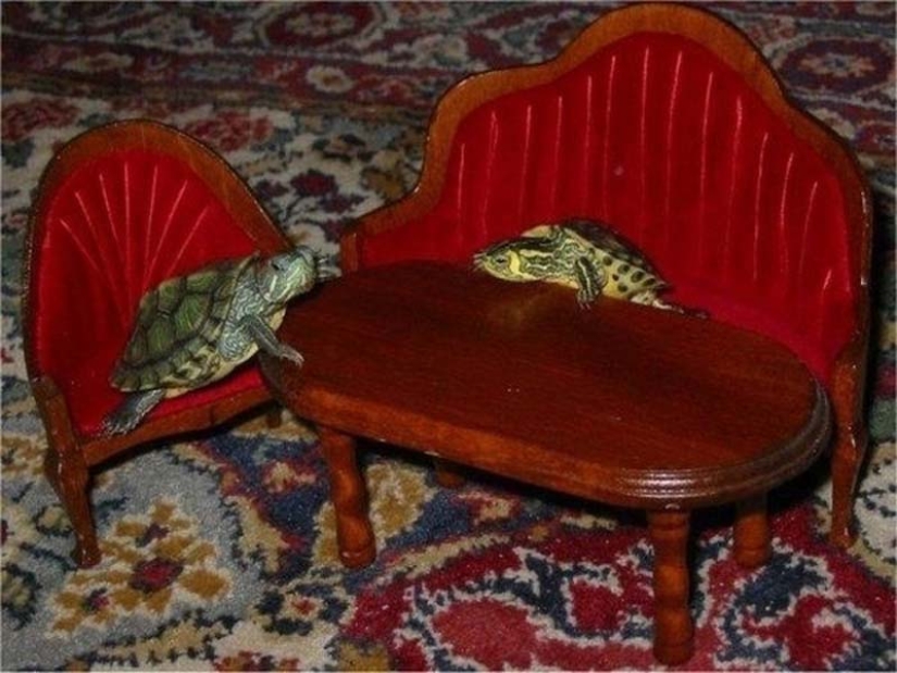 why-are-turtles-better-than-cats-pictolic