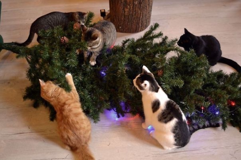 Why cats so attracted to Christmas trees?