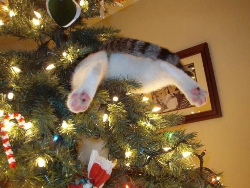 Why cats so attracted to Christmas trees?