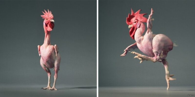 Why did Israeli breeders breed a naked chicken