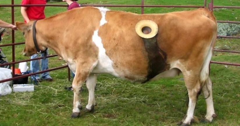 Why do cows make holes in their sides