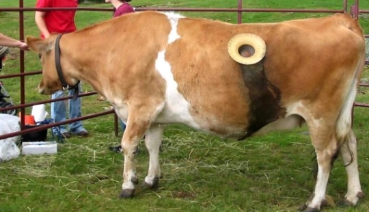 Why do cows make holes in their sides