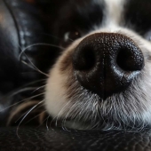 Why do dogs have wet and cold noses?